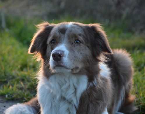 Laceylinn van 't Rublisiehof | Border Collie 