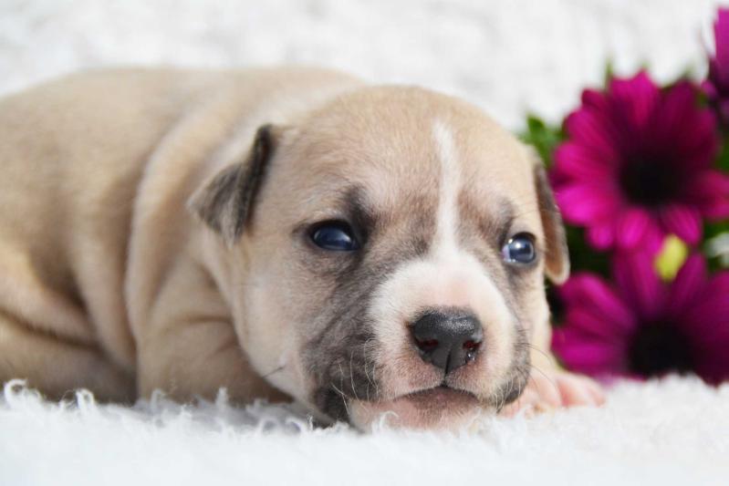 Allure Chanel Feniks Ra | American Staffordshire Terrier 