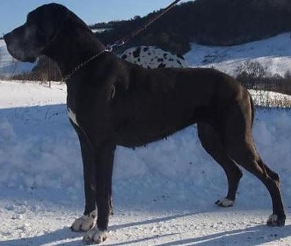 Arka Z Tuliho Dvora | Great Dane 