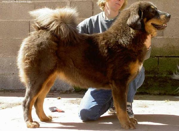 Tatsien-Lou | Tibetan Mastiff 