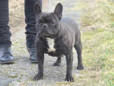 Doggy dog Calamity Jane | French Bulldog 