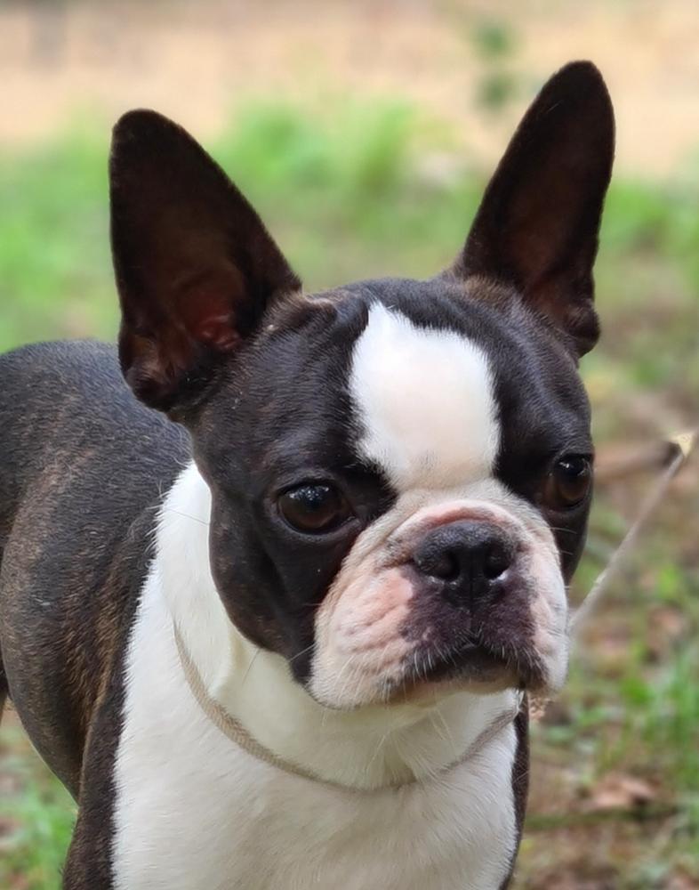 Srcky's Knock Out | Boston Terrier 