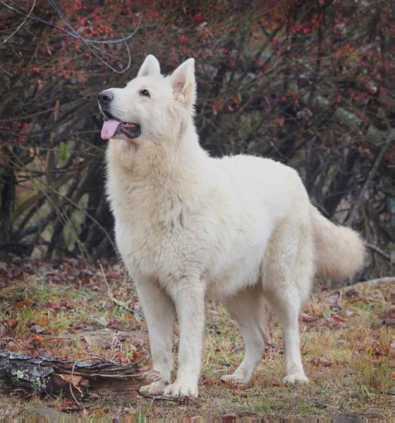 Silver Edition Rosehall Caleb | German Shepherd Dog 
