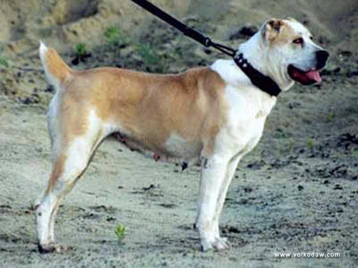 Aiche ow.Voskoboinik | Central Asian Shepherd Dog 