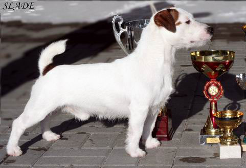 Rikoran Dandy | Jack Russell Terrier 