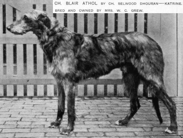 Blair Athol [Mrs. W.C. Grew] | Scottish Deerhound 