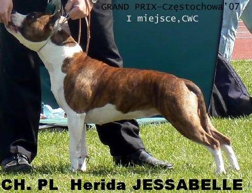 Herida JESSABELLE | American Staffordshire Terrier 