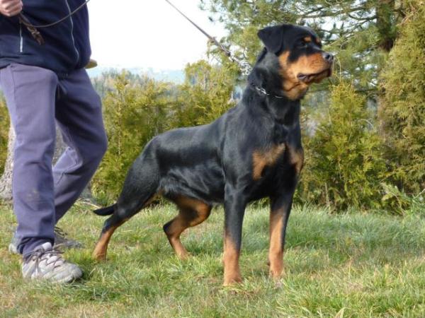 Jasmin von Shambala | Rottweiler 