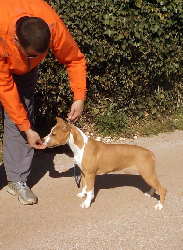 Playmaker's HR G.I. Jane | American Staffordshire Terrier 