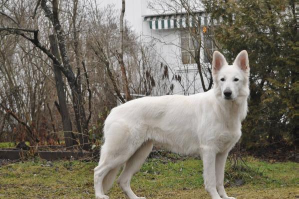 Artic Beauty Of Ariellespride. | White Swiss Shepherd Dog 