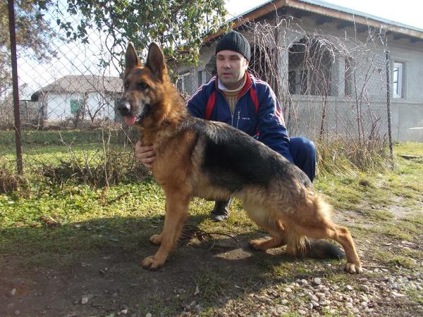 Ika Del Valio | German Shepherd Dog 