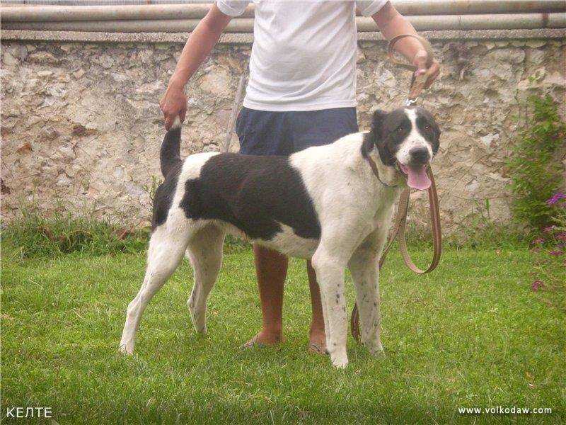Kelte | Central Asian Shepherd Dog 