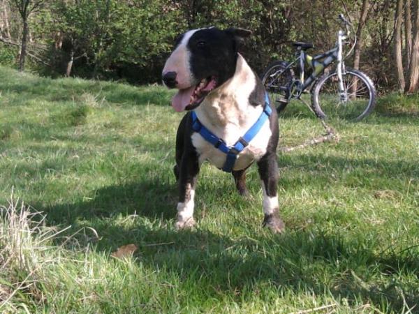 Boris de pico | Bull Terrier 