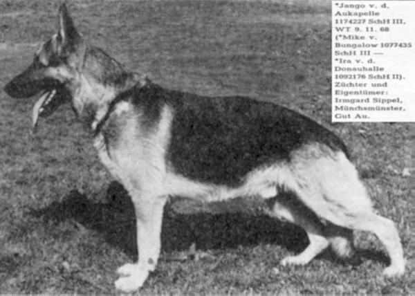 Jango von der Aukapelle | German Shepherd Dog 