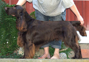 Winterbourne simon says | Field Spaniel 