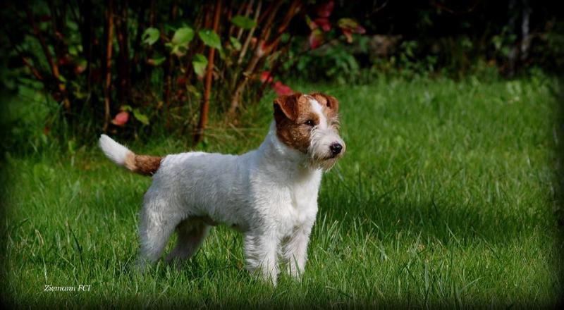 WALT DISNEY V.Paradise of Wind | Jack Russell Terrier 