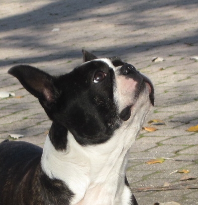 WyNot Laramie Of Ri-Val | Boston Terrier 