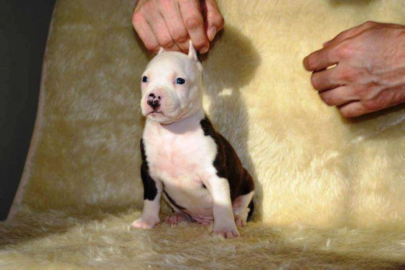 Logan of Royal Montenegro's Balkan Staff | American Staffordshire Terrier 