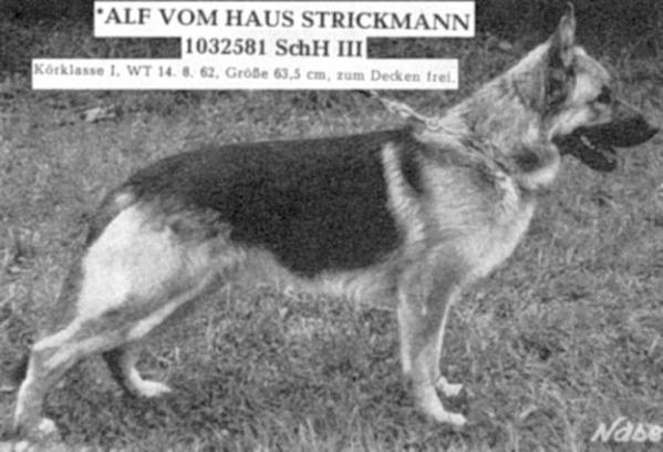 Alf vom Haus Strickmann | German Shepherd Dog 