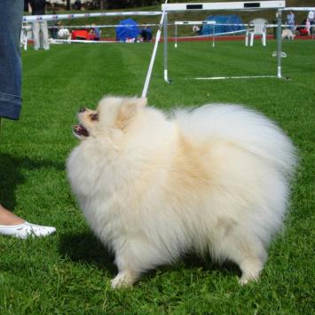 Almi Urnis Vermont | German Spitz 
