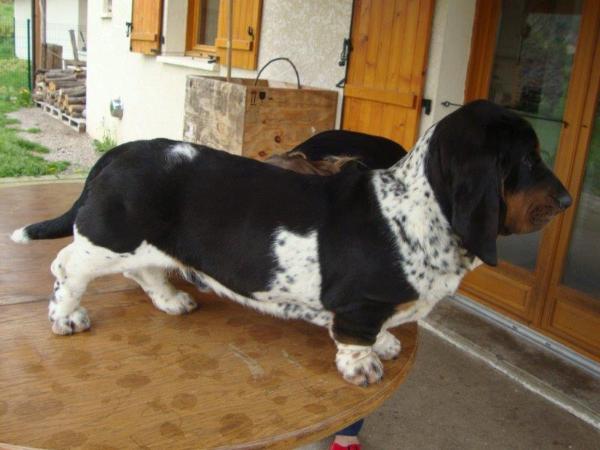 Hilario des ombres d'Einstein | Basset Hound 