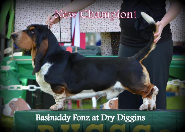 Basbuddy Fonz at Dry Diggins | Basset Hound 