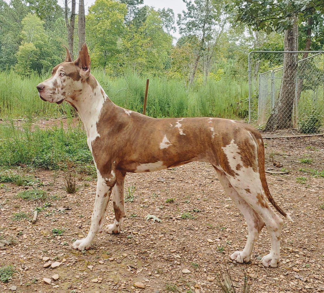 INGD'S SMOLDERING LAHVA OF CBD | Great Dane 