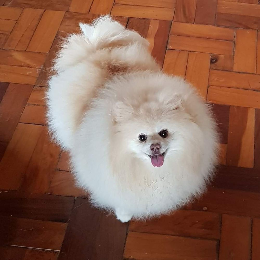 Safira of Avallon Isle | Pomeranian 