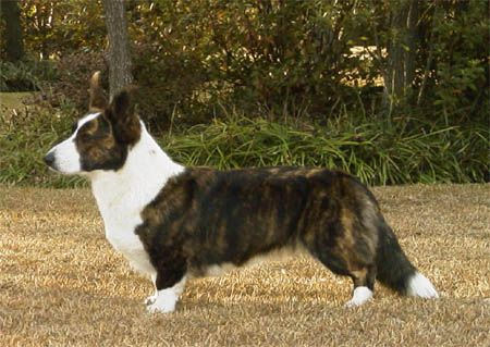 Yardican Cardiridge Virvatuli | Cardigan Welsh Corgi 