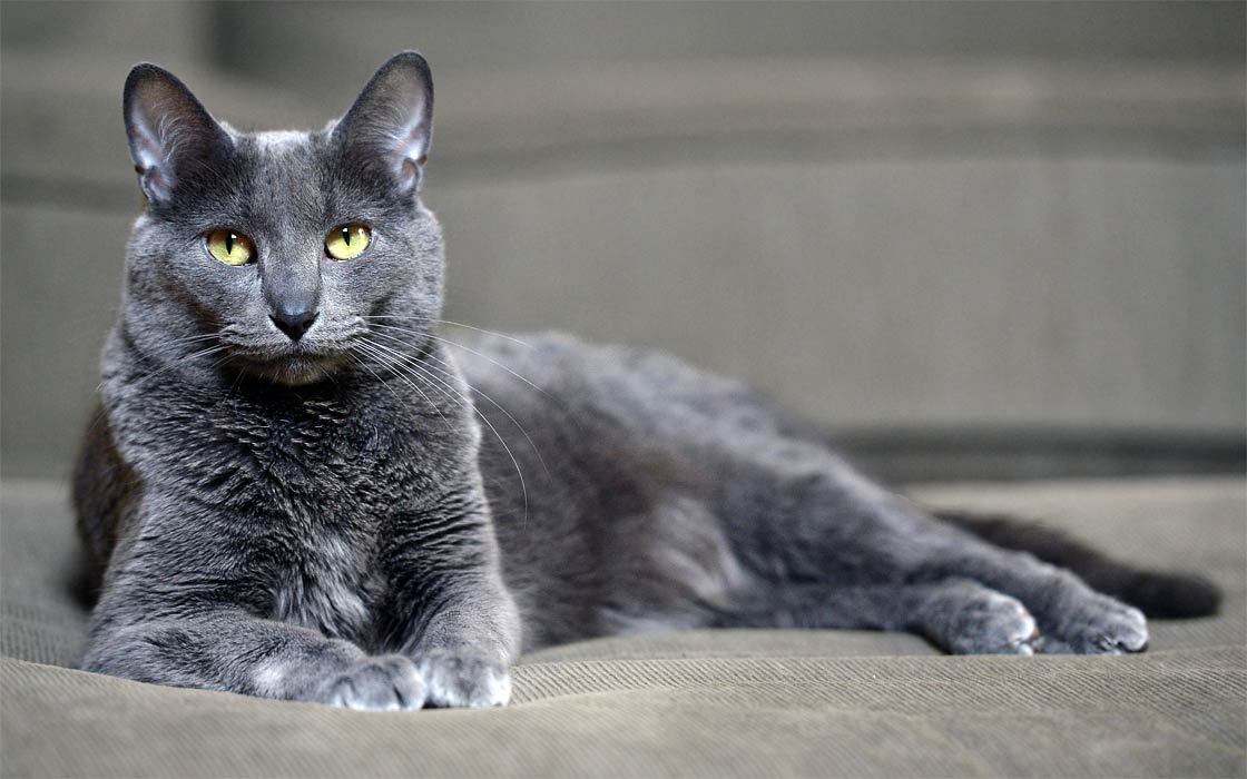 Korat