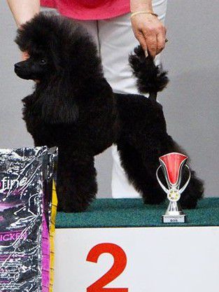 Pushistiy Soblazn Zigzag Udachi | Poodle 