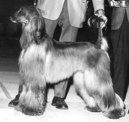 Mecca's Mission Impossible | Afghan Hound 