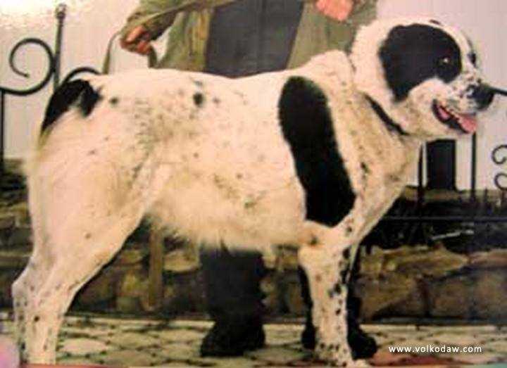 ZH YUSUP | Central Asian Shepherd Dog 