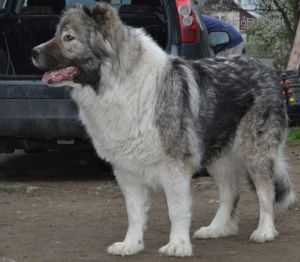 Grafina Baika Si Bai | Caucasian Mountain Dog 