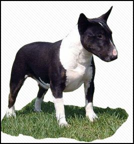 Anterrabae memorial Indiskret | Miniature Bull Terrier 