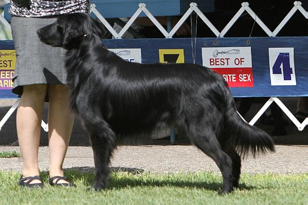 Shannara's Minnesota Zephyr | Flat-Coated Retriever 