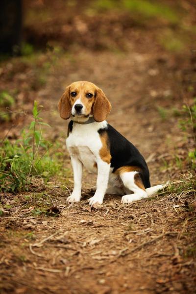 Tucker Bottom's Cornfed BarbedWire | Beagle 