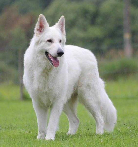 Albus Lupus Snow White Odin | White Swiss Shepherd Dog 