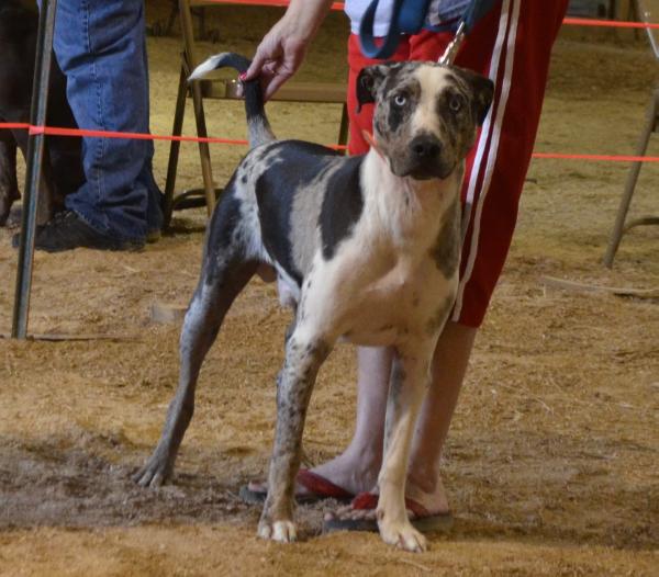 Tuska Homma's Blue Duck | Catahoula Leopard Dog 