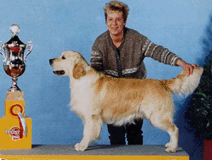 Sansue Lord Of The Manor | Golden Retriever 