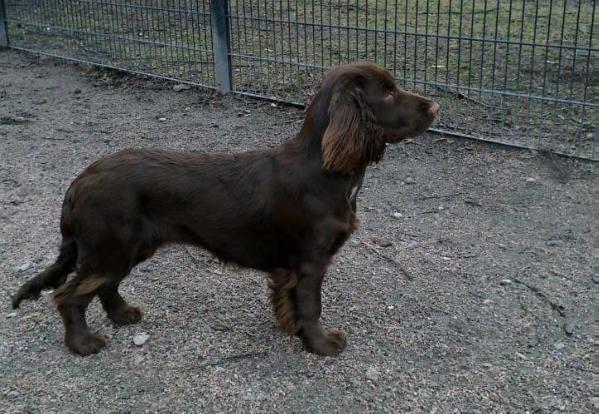 Icemint Kultakerttu | Field Spaniel 