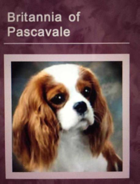 Britannia Of Pascavale | Cavalier King Charles Spaniel 