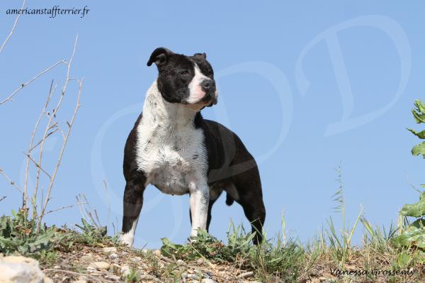 Haribo de la Griffe du Dragon | American Staffordshire Terrier 