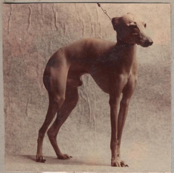 AMARANT SAN MIGDAL | Italian Greyhound 