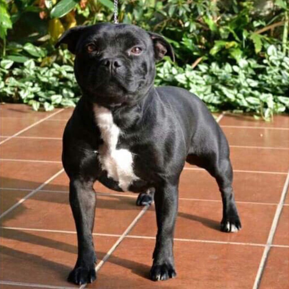 D'spain Fuego Negro Africa | Staffordshire Bull Terrier 