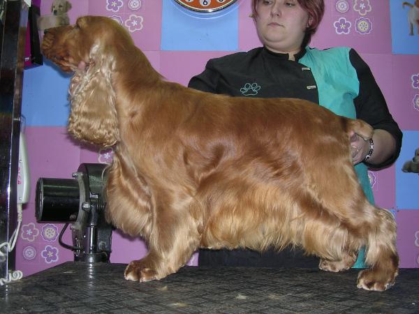 Barman de Piedra Tres Cuadernas | English Cocker Spaniel 