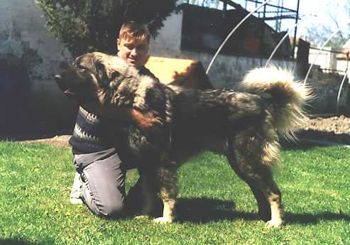 Brik II Vujanski | Yugoslavian Shepherd Dog-Sarplaninac 