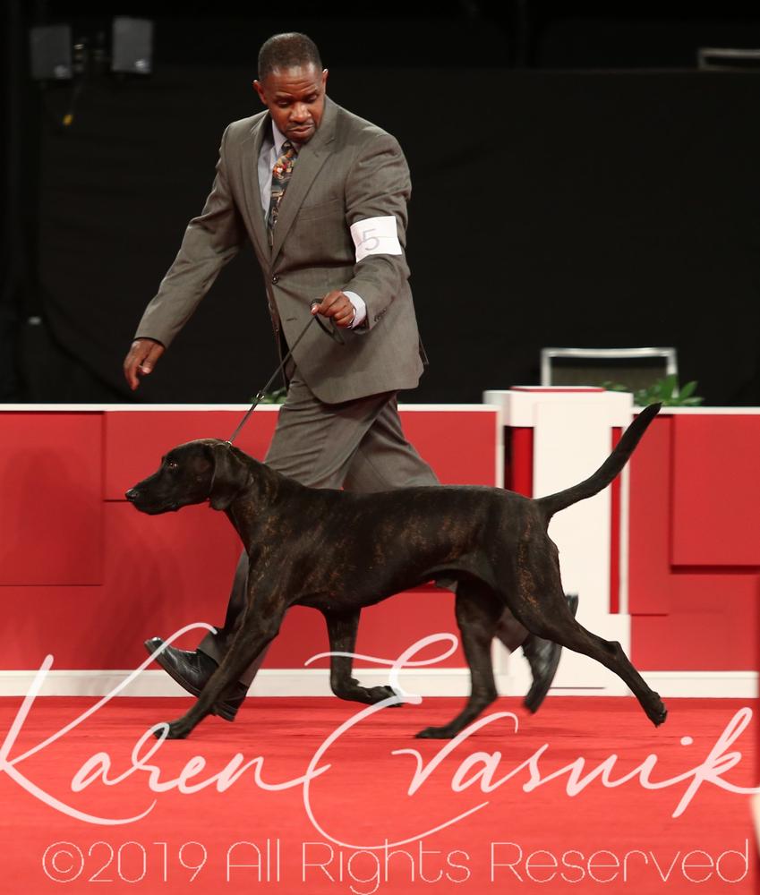 Hosker's General IKE | Plott Hound 