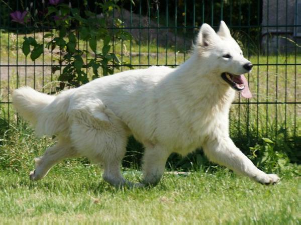 White Tiger of White energy | White Swiss Shepherd Dog 