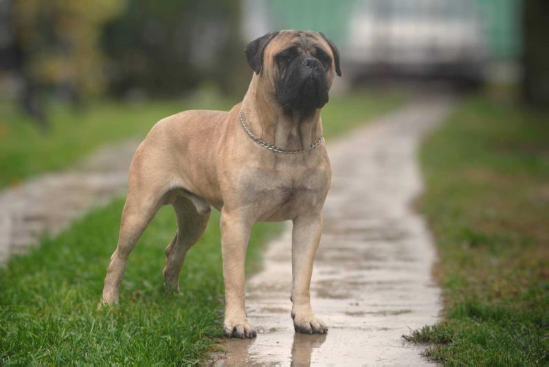 Mr. Goodcat Gamekeepers Of Wuthering Hights | Bullmastiff 